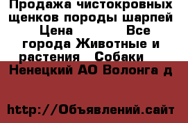 Продажа чистокровных щенков породы шарпей › Цена ­ 8 000 - Все города Животные и растения » Собаки   . Ненецкий АО,Волонга д.
